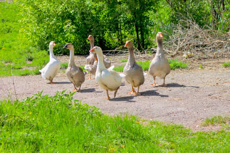 Guinea gooses outdoors.の写真素材