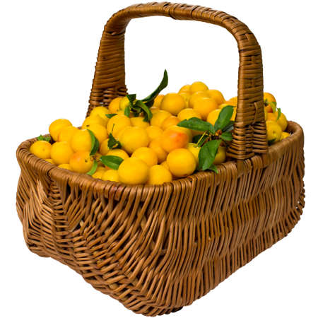 Basket with cherry plum isolated on a white background.の写真素材