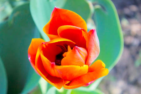 Blossoming tulips close up.の写真素材