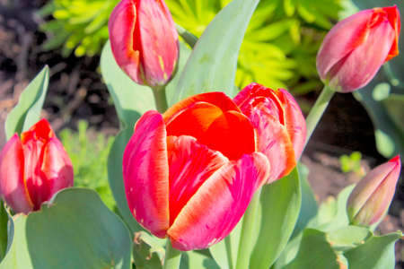 Blossoming tulips close up.の写真素材