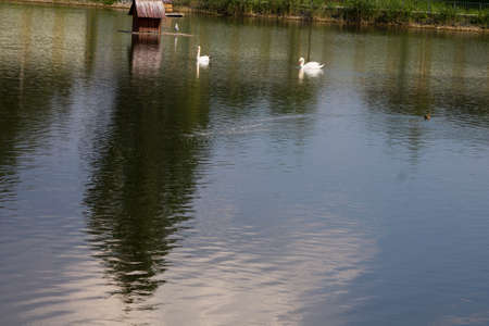 Swans swimming in a reservoir.の写真素材