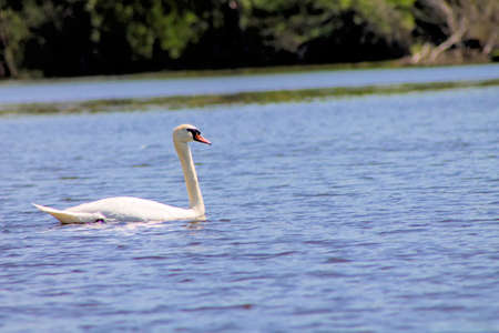 Swans swimming in a reservoir.の写真素材