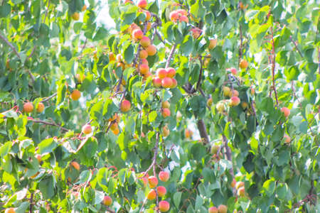 Apricot tree with fruits growing in the garden.の写真素材