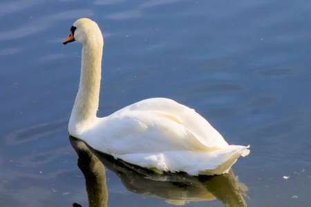 Swan swimming in a reservoir.の写真素材