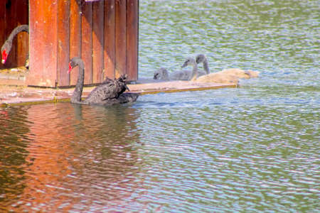Swan swimming in a reservoir.の写真素材