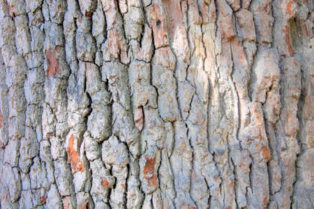 Seamless bark background texture of old tree.の写真素材