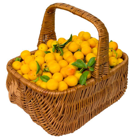 Basket with cherry plum and plums.の写真素材