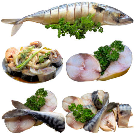 Atlantic mackerel is isolated on a white background.の写真素材