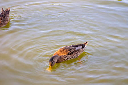 Image of a duck floating in a park reservoir.の写真素材