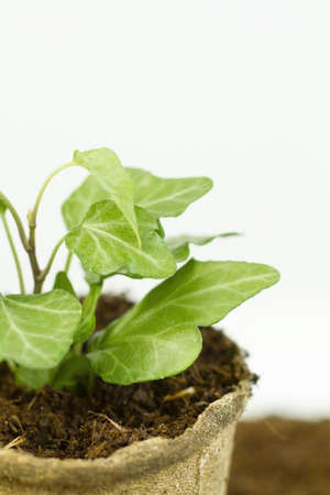 Young green sprout close up. Sapling in an environmentally friendly collapsible pot with copy space....