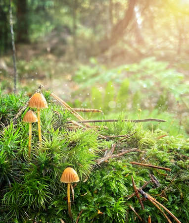 Forest background with mushrooms, glitters and bokeh. Copy space.