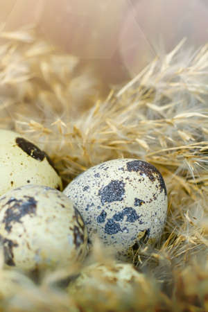 Easter. Easter eggs in the nest. Bird nest made of natural materials.の写真素材