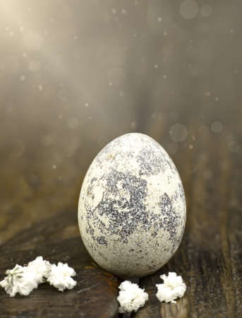 Easter. Egg on a wooden background, White flowers next to a quail egg. Quail egg.の写真素材