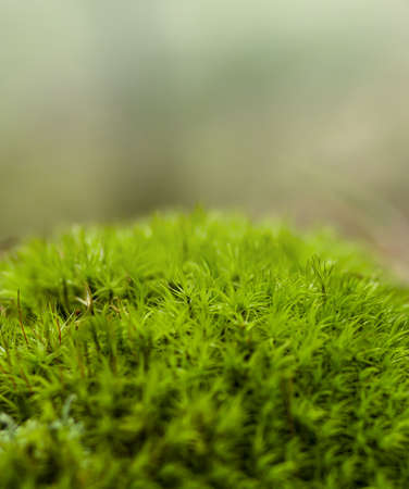 Green moss. Macro photography of moss. Green summer background. Summer photography with sun raysの写真素材
