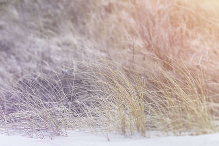 Grass in the sand. The grass grows on the sand, a summer day. Gradientの写真素材