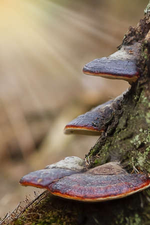 Mushrooms grow on a tree stump in the forest. Sunny bright day. Forest landscape. Photo of mushrooms.の写真素材