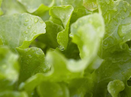 Green lettuce leaves. For sandwich, salad, food. Vegan, raw food, diet concept.