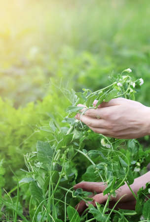 The concept of gardening and agriculture. Farm worker hand picking green fresh ripe organic peas on branch in garden. Vegan vegetarian products of our own production. A man picking pea podsの写真素材