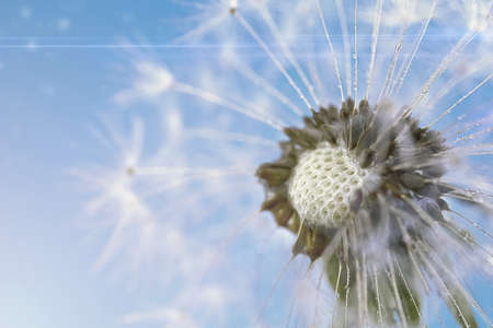 Dandelion on a background of blue sky. A closeup of a summer flower. Flowers against the background...