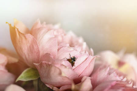 Rose flower. A closeup of an English rose with a ladybug in its petals. Pink beautiful flower.の写真素材