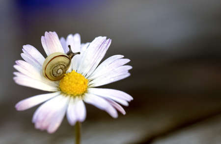 Daisy with a snail, Closeup of a flower and a snail. The little snail sits on a white daisy.の写真素材