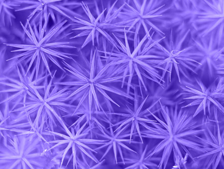 Purple abstract background with copy space. Beautiful purple plant. High quality photoの写真素材