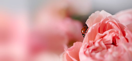 A small red bug on the petals of a pink rose with space for a copy. Banner or postcard to...