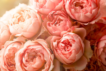 Delicate beautiful roses with sunlight and space for copy. Background with fluffy blooming roses, sun glare, light photo with pink rosebuds close-upの写真素材