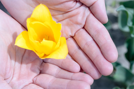A yellow flower in hand close-up, a photograph. Bright beautiful tulip in the hands of a person, admire the flower, macro photography.の写真素材