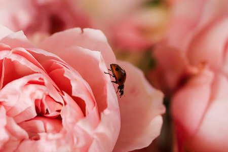 Pink roses with a small red bug on the petals. A beautiful postcard with a blooming rosebud on a...