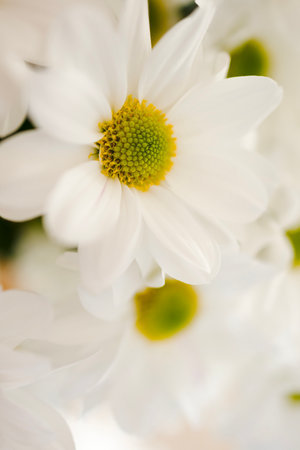 Macro photography of white chrysanthemums. Beautiful postcard with flowers close-up. Banner for congratulations, wedding, birthday, mothers dayの写真素材