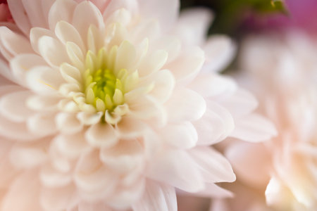 Beautiful chrysanthemum in delicate pink color close-up with space for copy. Delicate flower, macro photography, bouquet, birthday, mothers day, wedding. Banner for an invitation or postcardの写真素材