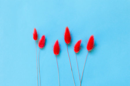 Red fluffy dried flowers on a bright blue background with space for a copy. Postcard with flowers, minimalism, photography with space for copy. Banner with red wildflowers on a blue backgroundの写真素材