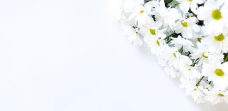 White beautiful chrysanthemums on light background with space for copy. Beautiful greeting card with flowers, mothers day, birthday, valentines day, festive background, space for text and advertisingの写真素材