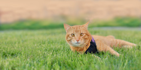 Beautiful ginger cat with white muzzle lying on the lawn, space for a copy. Domestic cat walking outside, basking on a sunny green lawn, space for text and advertisingの写真素材