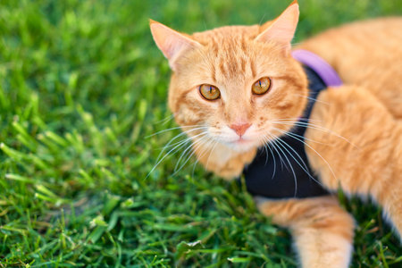 Beautiful cat lying on the grass in a harness or sweater, space for a copy. Portrait of a beautiful...