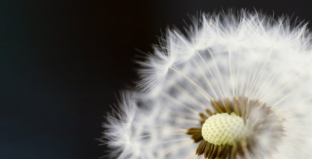 A closeup of a dandelion, a flowering plant in the daisy family, with seeds blowing in the wind,...