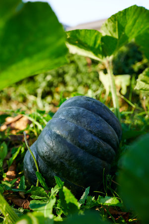 A large ripe pumpkin grows in the garden bed, an autumn harvest. Fall Vegetables, Fresh Harvest, Pumpkin Pie or Soup, Blue Green Pumpkin, Halloween, Thanksgivingの写真素材