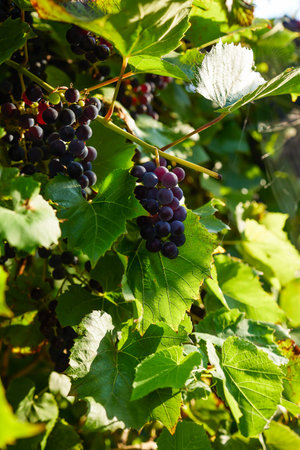Bunches of ripe grapes on a vine from the garden among green leaves. Close up of ripe red and purple...