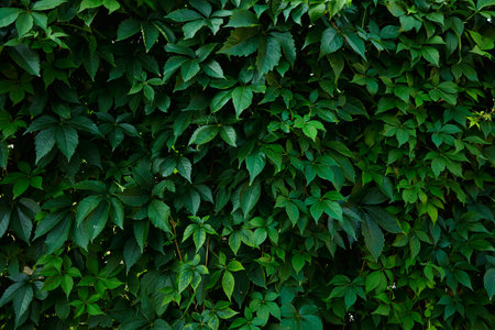 Wild grape vine leaves bloom. Copy and text space. Ornamental grape green leaves pattern. Young...