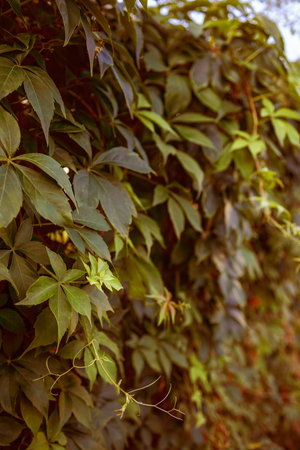 A green hedge of wild grape leaves. Dense hedge. Natural texture. Plant background. Beautiful...