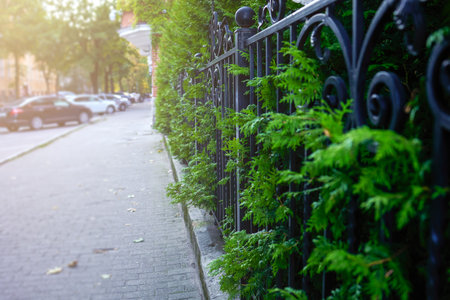 urban morning scene, sunshine illuminates peaceful neighborhood, bright street with lush fence and distant vehicles, morning sunlight casts glow over trees and suburban street sceneの写真素材