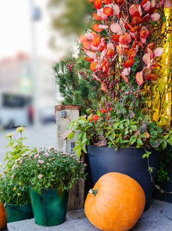pumpkin resting by illuminated planter with red leaves and evergreen sprigs, warm street glow and soft bokeh, shop owner arranging evening curb appeal for cozy pumpkin spice seasonの写真素材