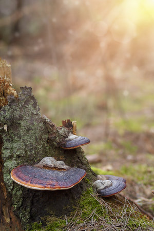 sunlit reishi cluster at tree base, warm lens flare and soft particles, mossy ground and gentle glow, dreamy forest atmosphere and mindfulness vibe, nature photographer composition and calmの写真素材