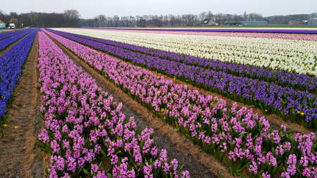 Hyacinths on a field.の写真素材