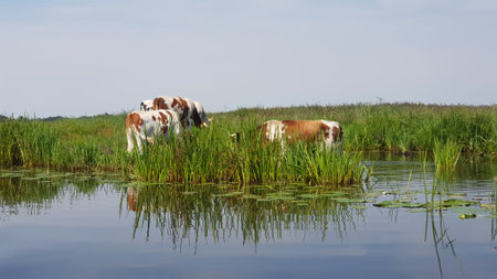 Cows on the swampsの写真素材