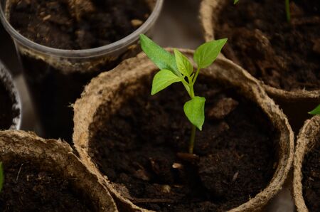 The small sprouts of Bulgarian pepper in round peat potsの写真素材