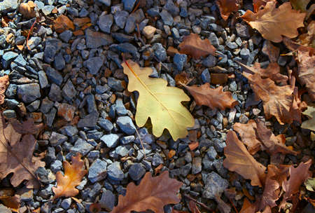 Just fallen, yellow, oak leaf on a stony surface in an environment of dry, dead leaves