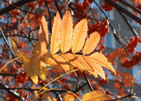 Leaves of red mountain ash  Shallow depth of field  Focus on the leaf の写真素材