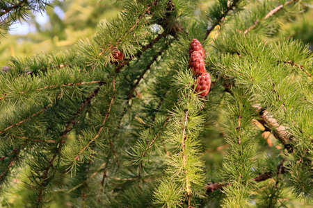 reen spruce branch with conesの写真素材